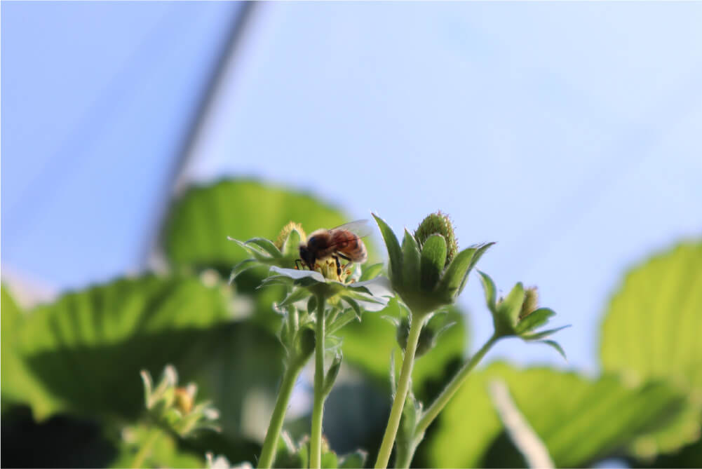イチゴの花の蜜を吸うハチ